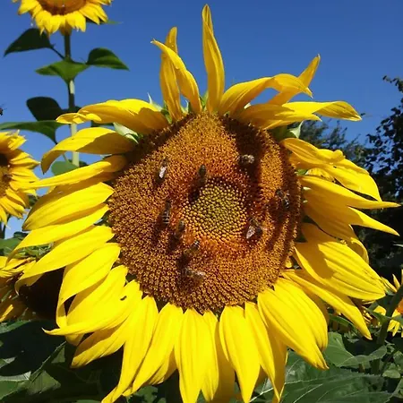 Pokoje Przy Szlaku Agroturystyka