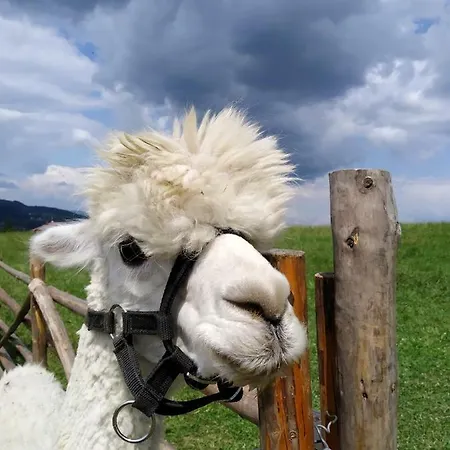 منزل للإقامة Pokoje Przy Szlaku Agroturystyka Zabnica