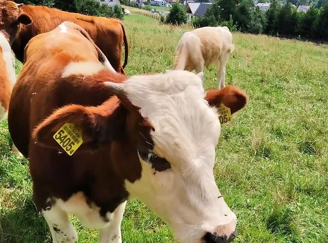 Przy Szlaku * Zabnica