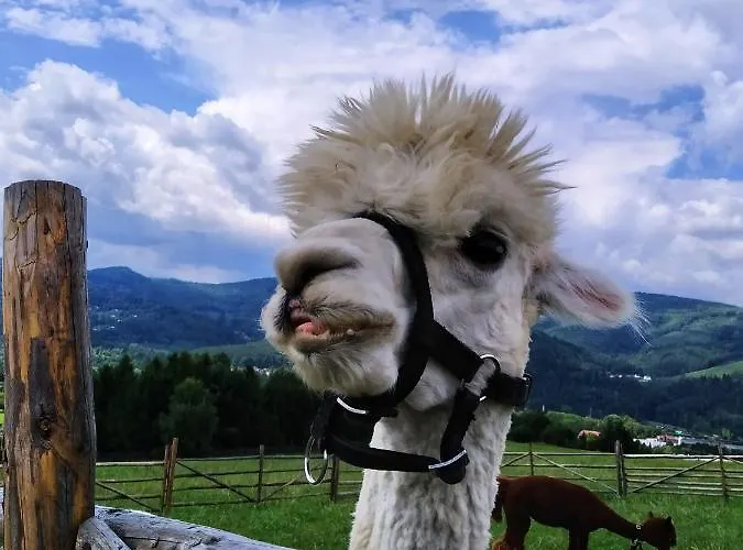 Przy Szlaku בית אירוח *